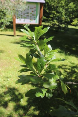 Quercus nigra - dub černý - větev